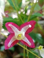Epimedium × rubrum
