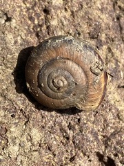 Helminthoglypta tudiculata