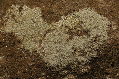 Protoparmeliopsis muralis
