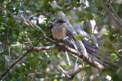 Mimus graysoni