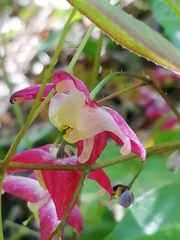 Epimedium × rubrum