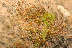 Tortula muralis