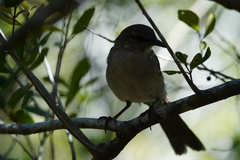 Mimus graysoni
