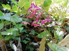 Epimedium × rubrum
