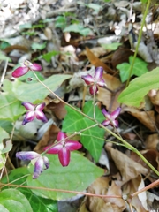 Epimedium × rubrum