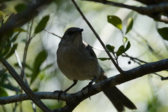 Mimus graysoni