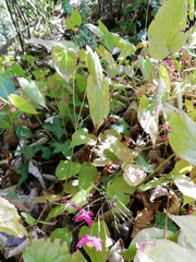 Epimedium × rubrum