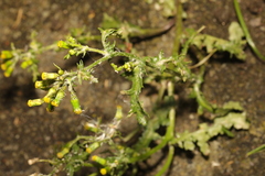 Senecio vulgaris