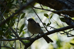Mimus graysoni