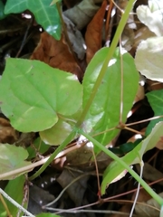 Epimedium × rubrum