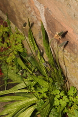 Plantago lanceolata