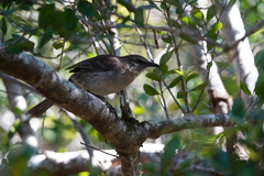 Mimus graysoni