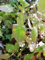 Epimedium × rubrum