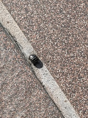 Armadillidium vulgare