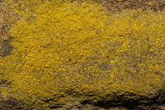 Candelariella vitellina