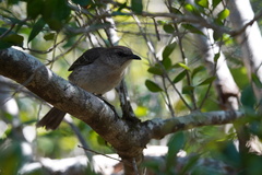 Mimus graysoni