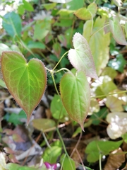 Epimedium × rubrum