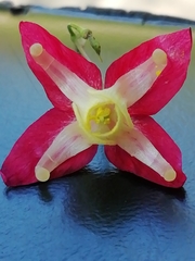 Epimedium × rubrum