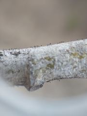 Phaeocalicium populneum