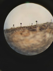 Phaeocalicium populneum