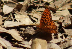 Speyeria callippe shasta