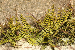 Asplenium trichomanes