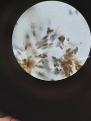 Phaeocalicium populneum