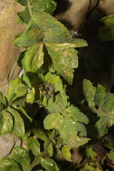 Sonchus oleraceus