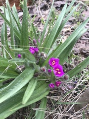 Tradescantia tharpii