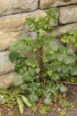 Sonchus oleraceus