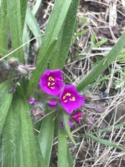 Tradescantia tharpii