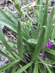 Tradescantia tharpii