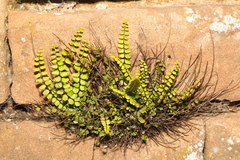 Asplenium trichomanes