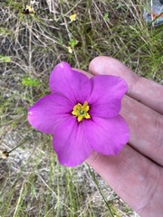 Sabatia grandiflora