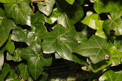 Hedera helix
