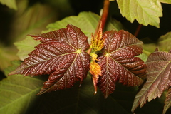 Acer pseudoplatanus