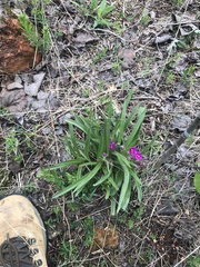 Tradescantia tharpii