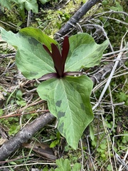 Trillium kurabayashii