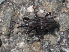 Sphenophorus zeae