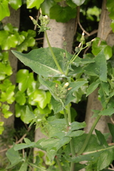 Sonchus oleraceus