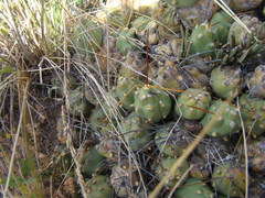 Cumulopuntia