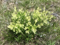 Lithospermum decipiens