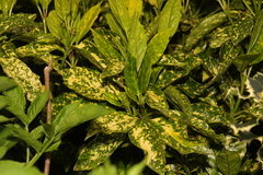 Badnavirus