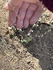 Thysanocarpus radians