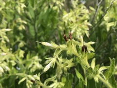 Lithospermum decipiens