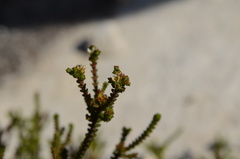 Diosma guthriei