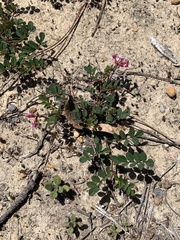 Hosackia rosea