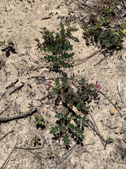 Hosackia rosea