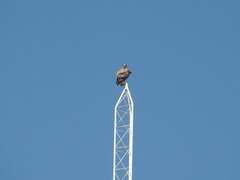 Geranoaetus polyosoma