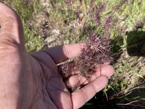 Poa bulbosa iNat (3)